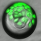 microbubble stem cells