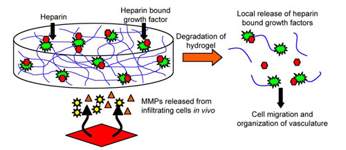 hydrogel