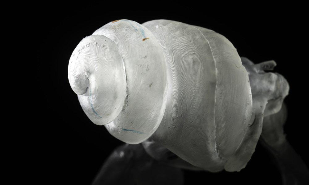Close-up of a 3D-printed, scaled model of a gerbil cochlea. 