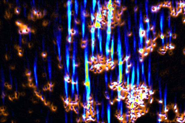 Bioglass-coated bacterial cells imaged with fluorescence microscopy. 
