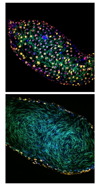 Spermatogenesis in Drosophila melanogaster