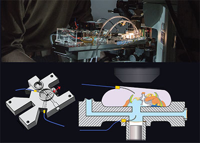 Excised cochlear tissues are placed in a microfluidic chamber. Mechano-electrical responses are measured.